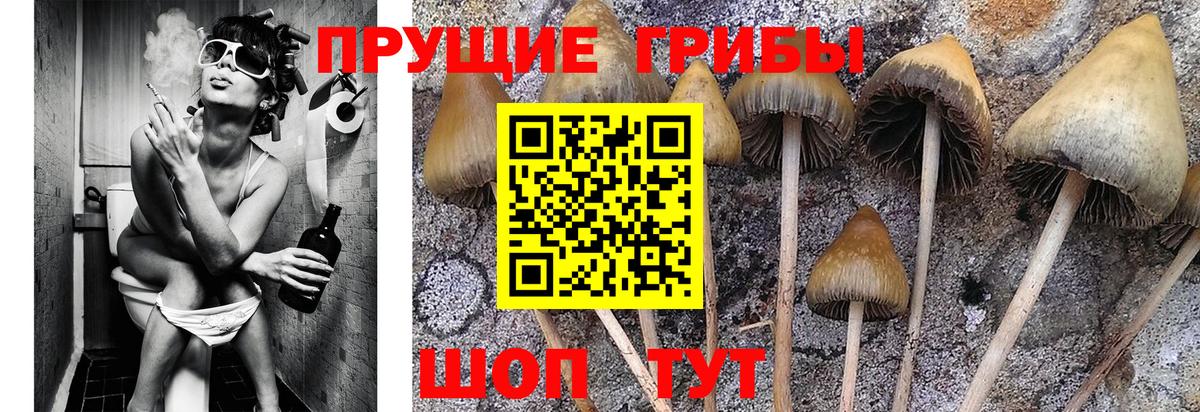 Псилоцибиновые грибы мицелий Владикавказ